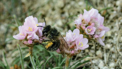 Biodiversité et pesticides : le scientifique Pierre-Henri Gouyon bientôt en conférence à Plufur | Variétés entomologiques | Scoop.it