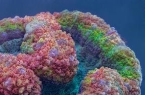 Sida: une protéine anti-VIH découverte dans des coraux d’Australie | 16s3d: Bestioles, opinions & pétitions | Scoop.it