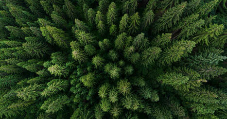 Brûler les réserves fossiles et compenser en plantant des forêts? La surface à convertir serait tout simplement hors d'atteinte | Biodiversité - @ZEHUB on Twitter | Scoop.it
