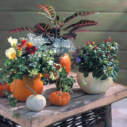 Pumpkin pots | Upcycled Garden Style | Scoop.it