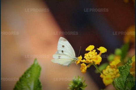 Papillons de jour : une extinction silencieuse | EntomoNews | Scoop.it