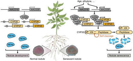 Nodulin cleavage by the cysteine protease CYP35 promotes soybean root nodule senescence | Plant-Microbe Symbiosis | Scoop.it