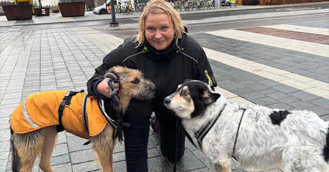 Den här stadsdelen kämpar med dåligt rykte och ökande brott – men Katja Angelis är mest rädd för lokala vargen | Huvudstadsregionen | 1Uutiset - Lukemisen tähden | Scoop.it