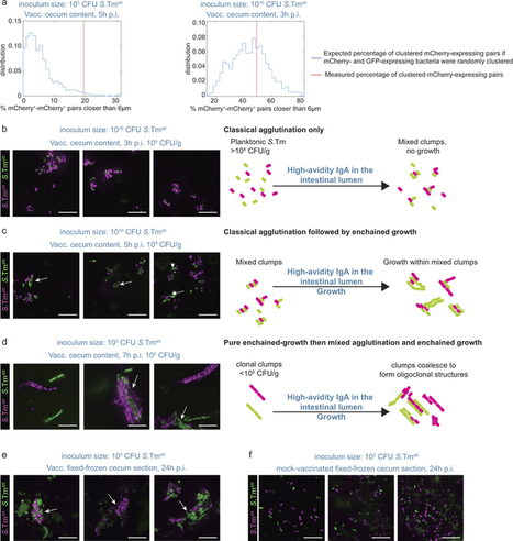 High-avidity IgA protects the intestine by enchaining growing bacteria : Nature : Nature Research | Mucosal Immunity | Scoop.it