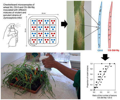 Avancée méthodologique dans la caractérisation des populations de Zymoseptoria tritici, champignon responsable de la septoriose du blé | Life Sciences Université Paris-Saclay | Scoop.it