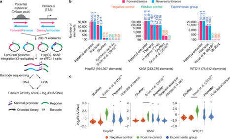 Massively parallel characterization of transcriptional regulatory elements | SynBioFromLeukipposInstitute | Scoop.it