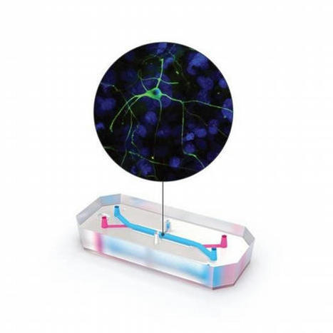 Emulate Unveils Brain-Chip  | In-Vitro Diagnostic | Scoop.it
