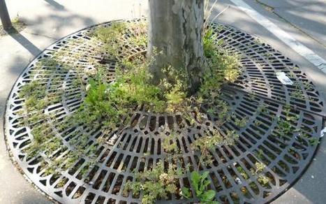Le secret des plantes super conquérantes de la jungle urbaine | Vigie Nature | Paris durable | Scoop.it