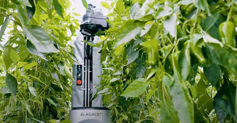 Ce robot cueille des poivrons - Futura Sciences | Pour innover en agriculture | Scoop.it