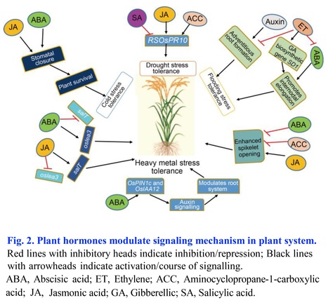 role of phytohormones