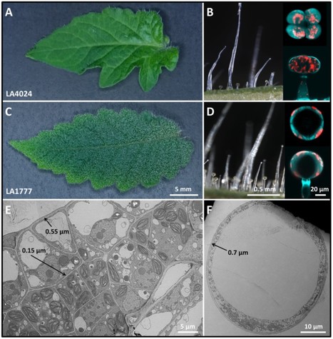 Multiomics of tomato glandular trichomes reveals distinct features of central carbon metabolism supporting high productivity of specialized metabolites | The Plant Cell | Scoop.it