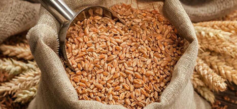 ALGERIA purchased a large batch of Black Sea wheat at a tender | MED-Amin network | Scoop.it