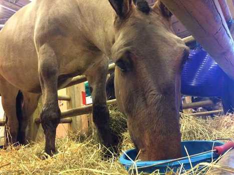 Chevaux, &acirc;nes, mules : les races du Poitou toujours menac&eacute;es | Cheval et Nature | Scoop.it