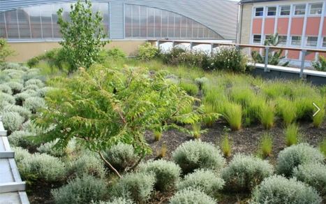 Maison écologique : les toits végétalisés | Build Green, pour un habitat écologique | Scoop.it