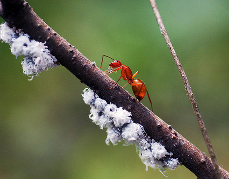 Flickriver: Wooly Aphids and Guardian Ant | Plants and Microbes | Scoop.it