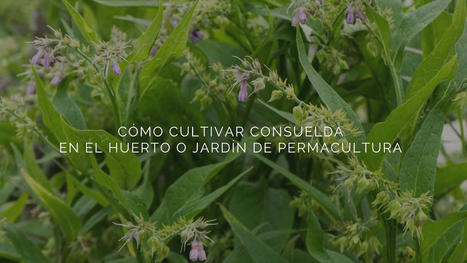 Cómo cultivar consuelda en el huerto o jardín de permacultura | TIC-TAC_aal66 | Scoop.it