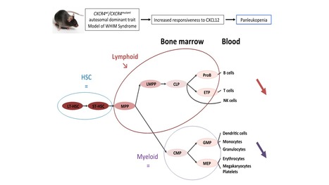 Lymphoid differentiation of hematopoietic stem cells requires efficient CXCR4 desensitization | Life Sciences Université Paris-Saclay | Scoop.it