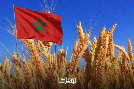 MOROCCO to Resume Soft Wheat Imports on September 16 | MED-Amin network | Scoop.it