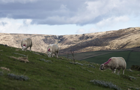 How the post-Brexit trade deal will affect British farmers | EUROPES | Scoop.it