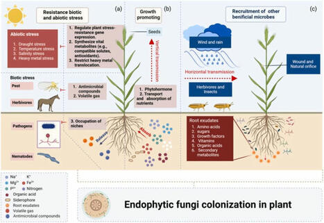 Endophytic fungi—Big player in plant-microbe symbiosis | Plant-Microbe Symbiosis | Scoop.it