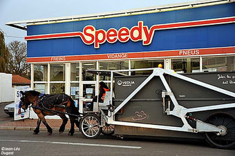 Percheron international: Hazebrouck Au Cheval | Cheval et Nature | Scoop.it