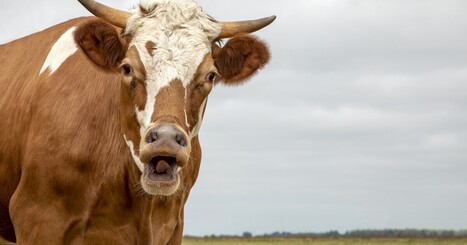 Clay reduces methane in cow burps by 30% | by Ben Coxworth | NewAtlas.com | @The Convergence of ICT, the Environment, Climate Change, EV and HEV Transportation & Distributed Renewable Energy | Scoop.it