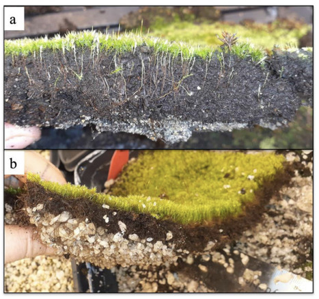 Original Paper in Botany • Rochefort Lab 2023 • Moss regeneration for lithium mine waste rock revegetation in Québec, Canada | Originals | Scoop.it