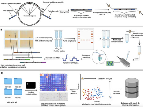 LevSeq: Rapid Generation of Sequence-Function D...