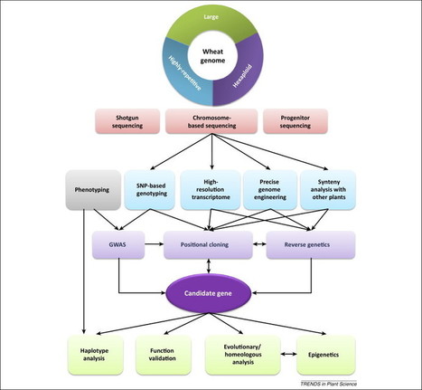 From genome to gene: a new epoch for wheat research? | Plant Sciences | Scoop.it