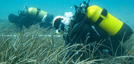 Posidonie : la plante &agrave; fleurs sous-marine r&eacute;investit la c&ocirc;te catalane | Biodiversit&eacute; | Scoop.it
