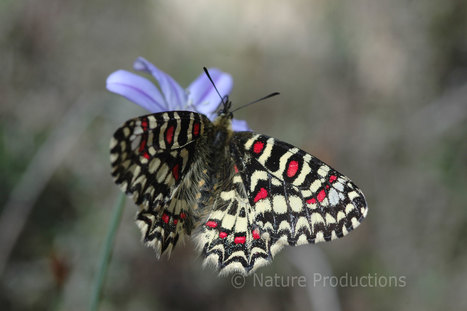 Dossier : découvrez les aventuriers de la biodiversité en vidéo | Variétés entomologiques | Scoop.it