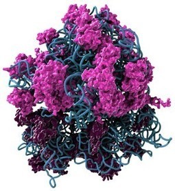 The structure of a ribosome... | Science News | Scoop.it