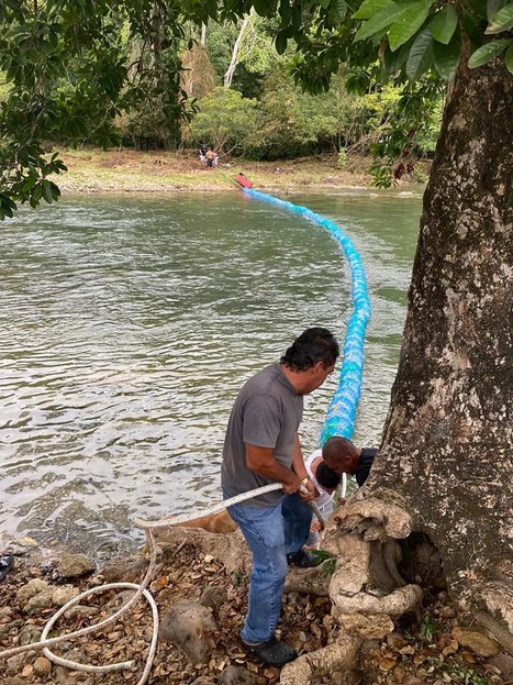 Second Bio-Barrier Installed | Cayo Scoop!  The Ecology of Cayo Culture | Scoop.it