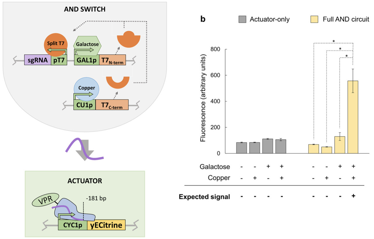 Modular, Synthetic Boolean Logic Gates Enabled ...