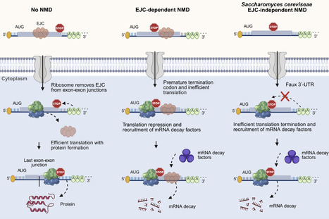 Omics-Based Dissection of Alternative Splicing and the Regulatory Architecture in Fungal Genomes | RMH | Scoop.it