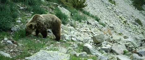 Sa mise en &oelig;uvre va d&eacute;buter l'ann&eacute;e prochaine : une nouvelle technologie de reconnaissance faciale d&eacute;ploy&eacute;e dans les Pyr&eacute;n&eacute;es catalanes pour mieux se prot&eacute;ger des ours | T&eacute;l&eacute;d&eacute;tection veille IST INRAE & AgroParisTech | Scoop.it