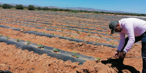 Le MAROC agricole face aux pluies : un paradoxe entre abondance et pénurie ? | MED-Amin network | Scoop.it