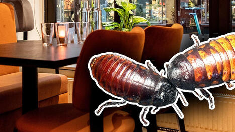 G&auml;st hittade kackerlacka p&aring; Pong-restaurang: &rdquo;Serverad&rdquo; | 1Uutiset - Lukemisen t&auml;hden | Scoop.it