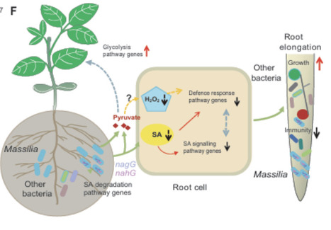 Massilia strains facilitate root growth and reshape root microbiota through diverse salicylic acid hydrolysis pathways | isme | RMH | Scoop.it