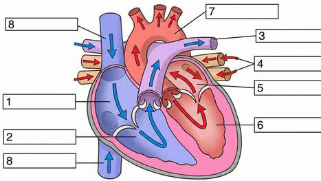 Beyond Infographics: How to Use Nano Banana to *Actually* Support Learning | Voices in the Feminine - Digital Delights | Scoop.it