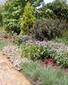 Pay extra attention to your garden's border plants | Gardening Life | Scoop.it