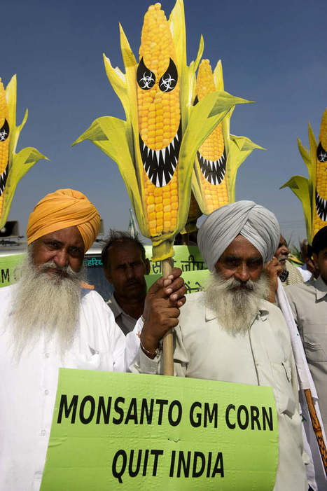 Peasants for Food Sovereignty: North Indian farmers destroy Monsanto's GM corn field trials | YOUR FOOD, YOUR ENVIRONMENT, YOUR HEALTH: #Biotech #GMOs #Pesticides #Chemicals #FactoryFarms #CAFOs #BigFood | Scoop.it