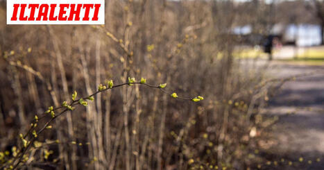 Pys&auml;ytt&auml;v&auml; tieto: T&auml;llaista maaliskuuta ei ole Suomessa juuri koettu | 1Uutiset - Lukemisen t&auml;hden | Scoop.it