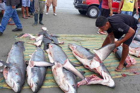 Shark Week: Fishing fleets evade law to cash in on rich fin trade | Miami Herald | Galapagos | Scoop.it