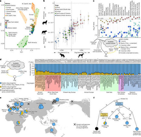 Grey wolf genomic history reveals a dual ancestry of dogs | Amazing Science | Scoop.it