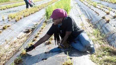 LOUISIANA, USA: Growing rice, healing the soil-- Project tests new method in southern US | SRI Global News ++ March - May 2025    System of Rice Intensification (SRI) | Scoop.it