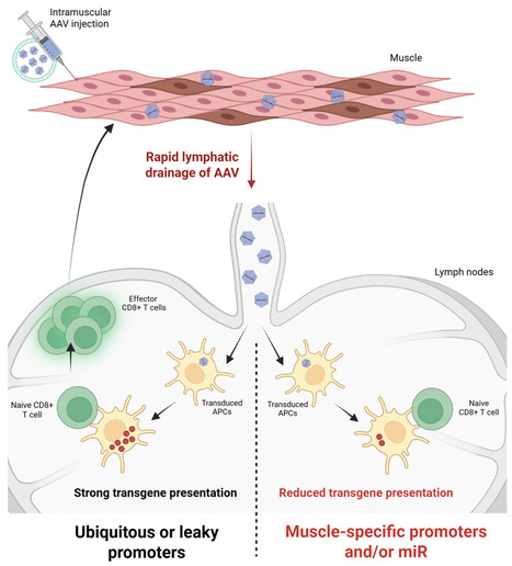 L&rsquo;immunog&eacute;nicit&eacute; de la th&eacute;rapie g&eacute;nique AAV se joue dans les premi&egrave;res heures post-administration et est abolie par un design ad&eacute;quat du vecteur | Life Sciences Universit&eacute; Paris-Saclay | Scoop.it