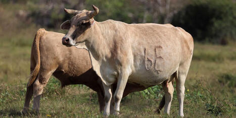 Raw milk outbreak has spread across most of red state &mdash; and isn't over yet - Raw Story | Operation Deimos | Scoop.it