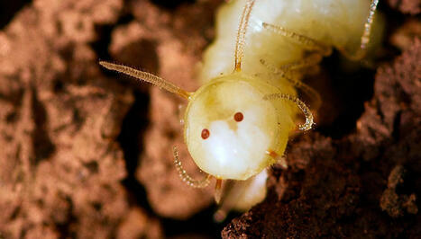Des larves de mouches adoptées par des termites | Pour la Science | EntomoScience | Scoop.it