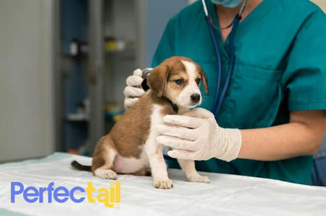 The Ultimate Guide to Pet Care: Unleashing a Healthy Life for Your Furry Friend | Discover Best Pet Care Services in Delhi Pune Gurgaon Noida | Scoop.it